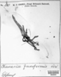 Clavulinopsis fusiformis image